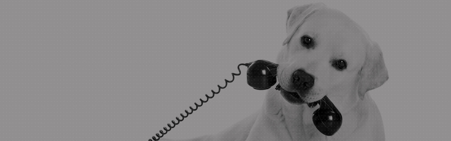 dog-phone-veterinary-marketing
