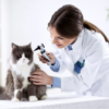 veterinarian-examining-a-cat-with-an-otoscope