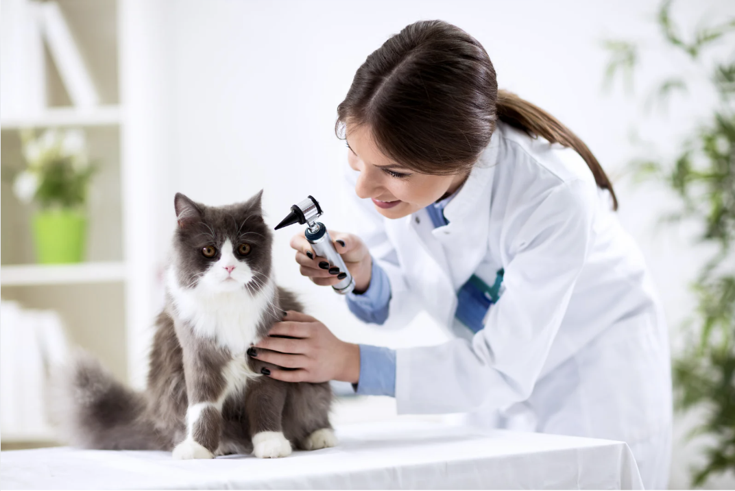 veterinarian-examining-a-cat-with-an-otoscope