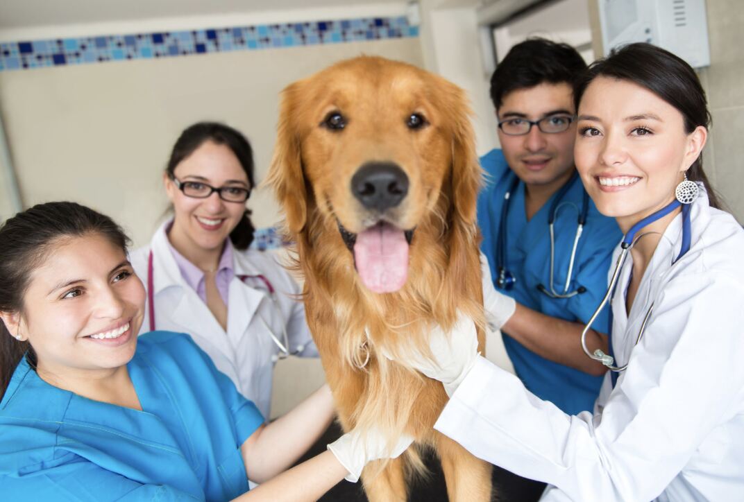 Nine Social Media Marketing Tips for Your Veterinary Practice