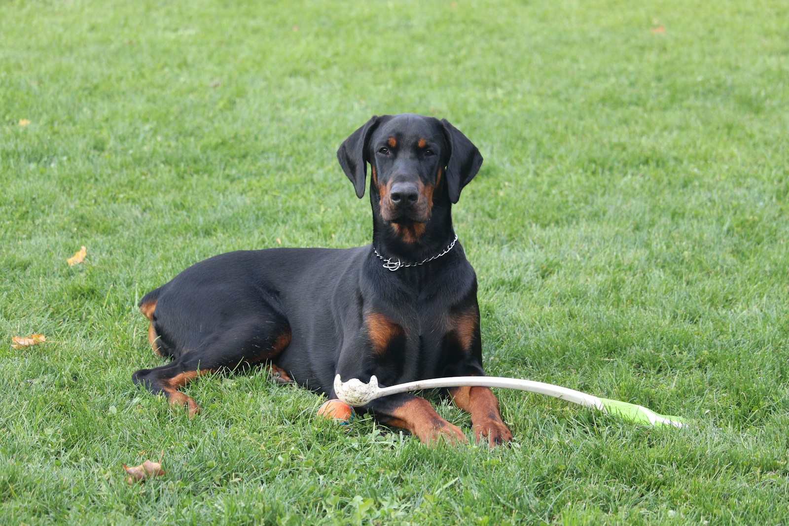 Doberman lying in the grass with a ball and throwing stick